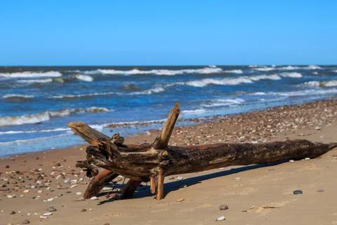 Tree trunk by the sea of a pine tree fallen during a storm Stock Photos