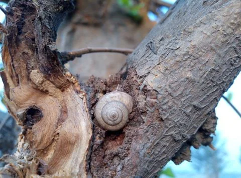 Tree trunk seashell natural view Stock Photos