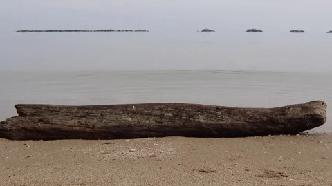 Tree trunk on the seaside in winter Video stock 129560002