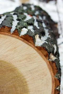 Tree trunk in a section Foto stock