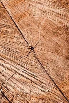 Tree trunk section Stock Photos