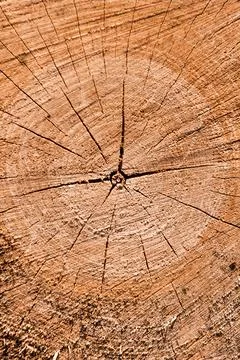 Tree trunk section Stock Photos