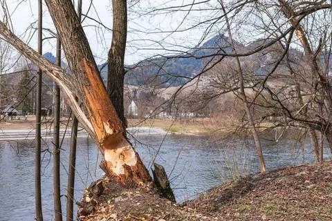 Tree Trunk Severely Damaged by Beaver on Riverside with Mountain Landscape Backg Fotos de archivo