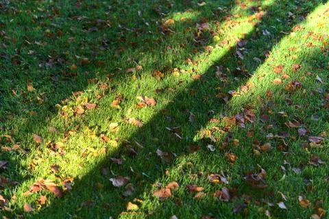 Tree trunk shadow fallen on the grass with autumn orange leaves Stock Photos
