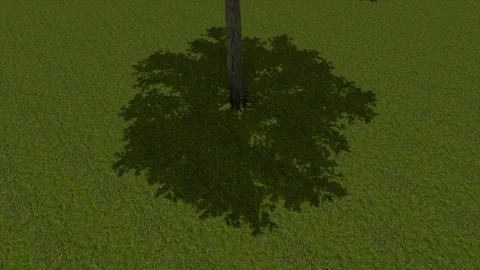 Tree Trunk Shadow On Grass Aerial 3D Render Vidéo 346444532