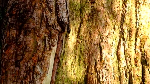 Tree trunk with shadows moving on bark Stock-Footage 44001585