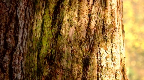 Tree trunk with shadows moving on bark Stock Footage 44003137