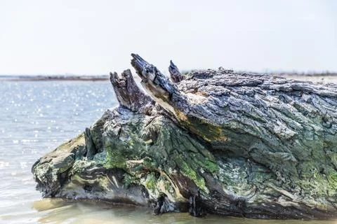 Tree trunk shaped like a dragon Stock Photos