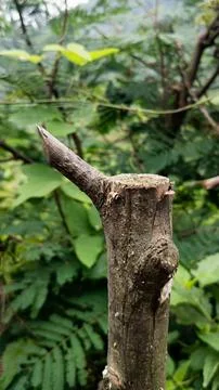 A Tree Trunk With Sharp Branches Stock Photos