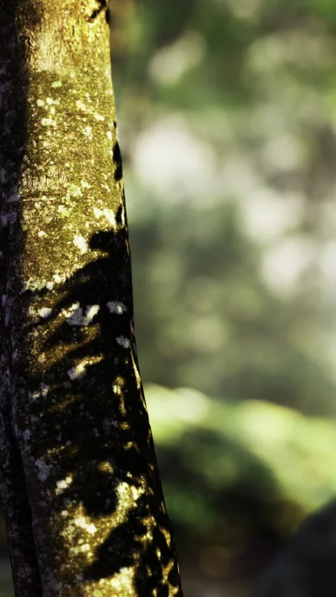 Tree trunk showing light and shadow in a forest at dawn with blurred background 스톡 동영상 342448357