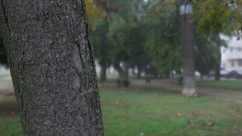 A tree trunk is shown in a park with a cloudy atmosphere. Defococado background Stock Footage 303841436