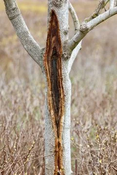 Tree trunk shows deep, weathered split Stock Photos