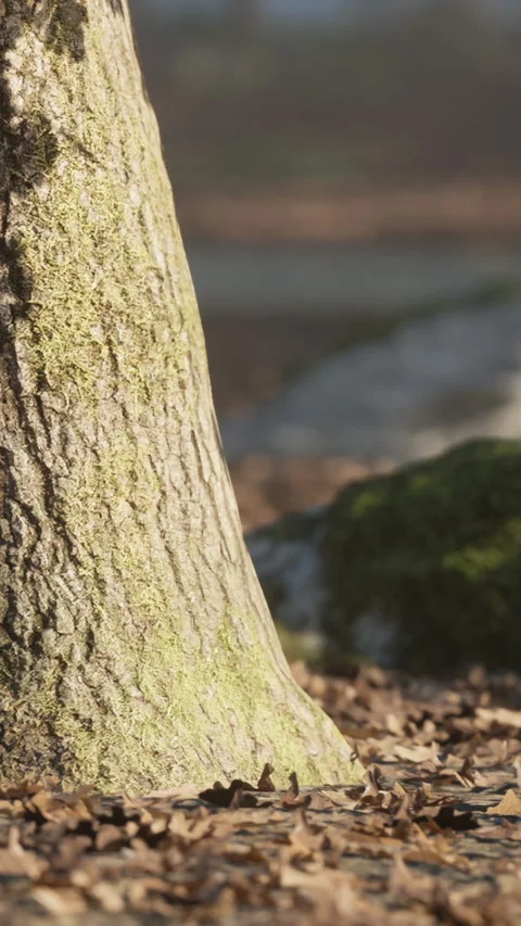 Tree trunk shows texture and detail in a forest during morning light hours Stock Footage 339043951