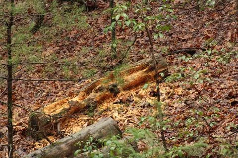Tree trunk on side of a hill and decomposing Stock Photos