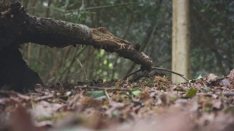 Tree Trunk sideways over nature path Vidéo 75535091