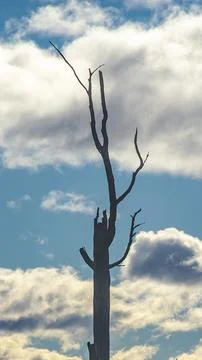 Tree trunk silhouette over cloudy sky Stock-Fotos