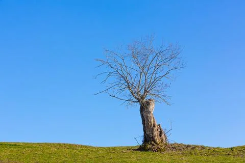 Tree trunk with single branch on a sunny day Stock Photos