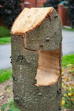 Tree trunk skillfully carved into shape of a house, representing home and nature Фото
