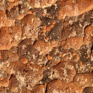 Tree trunk skin Fotos Stock