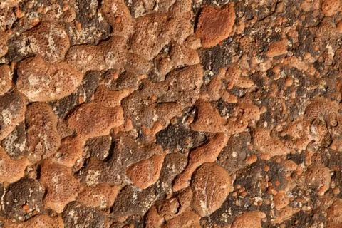 Tree trunk skin Stockfoto's