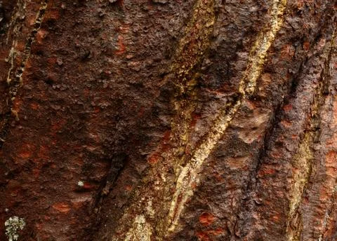 Tree trunk skin Stock Photos