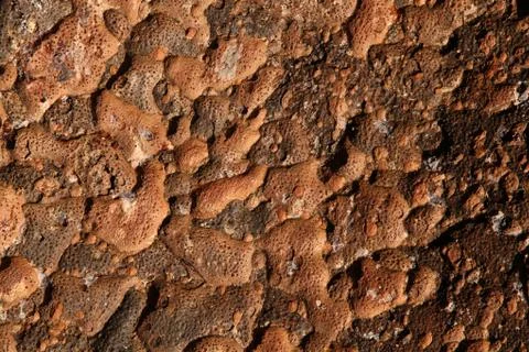 Tree trunk skin Stockfoto's