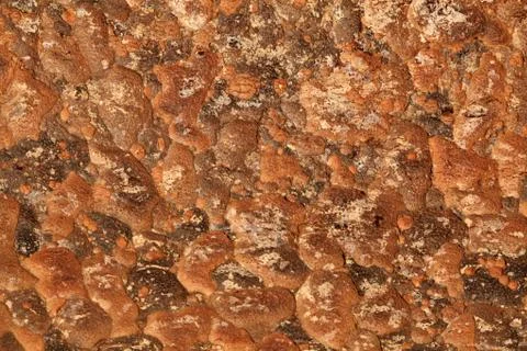 Tree trunk skin Stock Photos