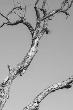 Tree trunk with the sky in the background in Black and white Stock Photos