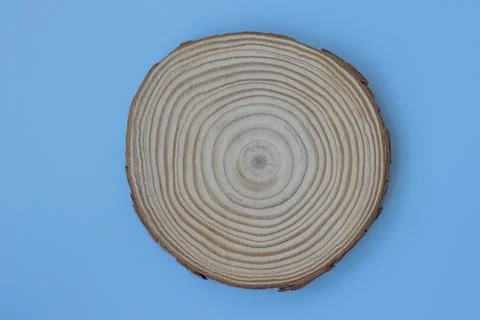 Tree Trunk Slice with Annual Rings on Blue Background, Copy Space. Directly A Stock Photos