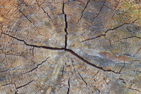 Tree trunk slice background. wood stump background texture. Texture for desig Stock Photos