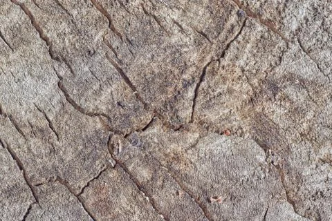 Tree trunk slice background. wood stump background texture. Texture for desig Stock Photos