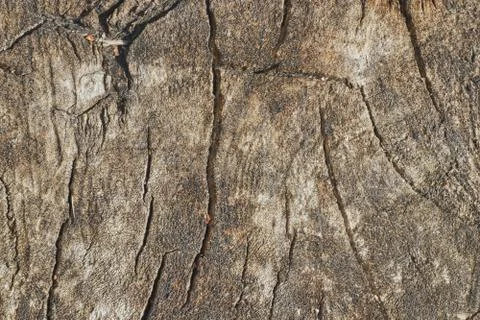 Tree trunk slice background. wood stump background texture. Texture for desig Stock Photos