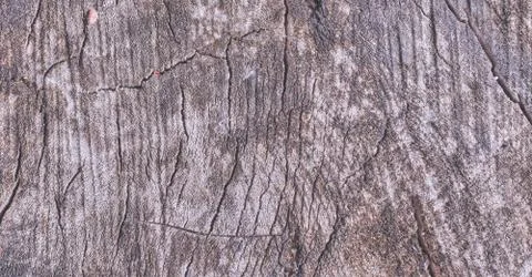 Tree trunk slice background. wood stump background texture. Texture for desig Stock Photos