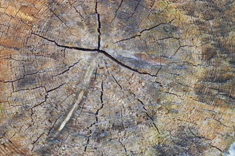 Tree trunk slice background. wood stump background texture. Texture for desig Stock Photos