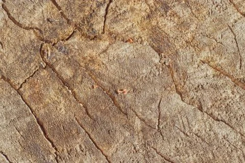 Tree trunk slice background. wood stump background texture. Texture for desig Stock Photos