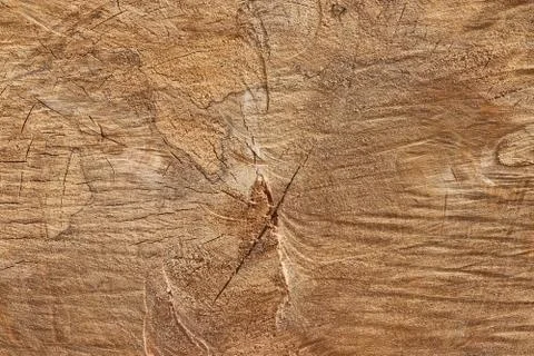 Tree trunk slice background. wood stump background texture. Texture for desig Stock Photos