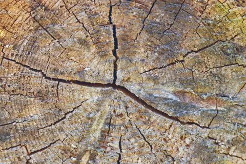 Tree trunk slice background. wood stump background texture. Texture for desig Stock Photos