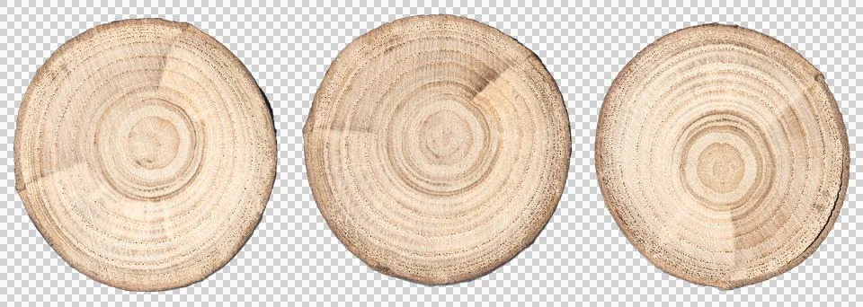 Tree trunk slice set isolated on transparent background Stock Photos