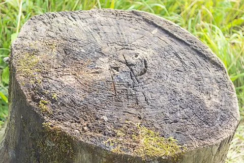 Tree trunk slice surface Stock Photos