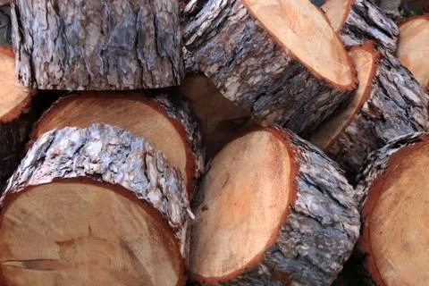 Tree trunk slices backdrop. Tree rings sections texture. Wooden timber pieces Stock Photos