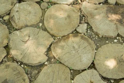 Tree trunk slices in the soil Stock Photos