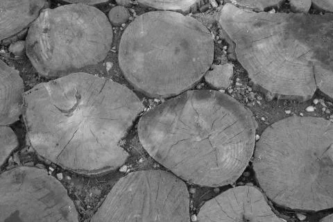 Tree trunk slices in the soil Stock Photos