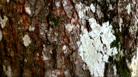 Tree trunk slow detail macro zoom in 4k Stock Footage 54546374