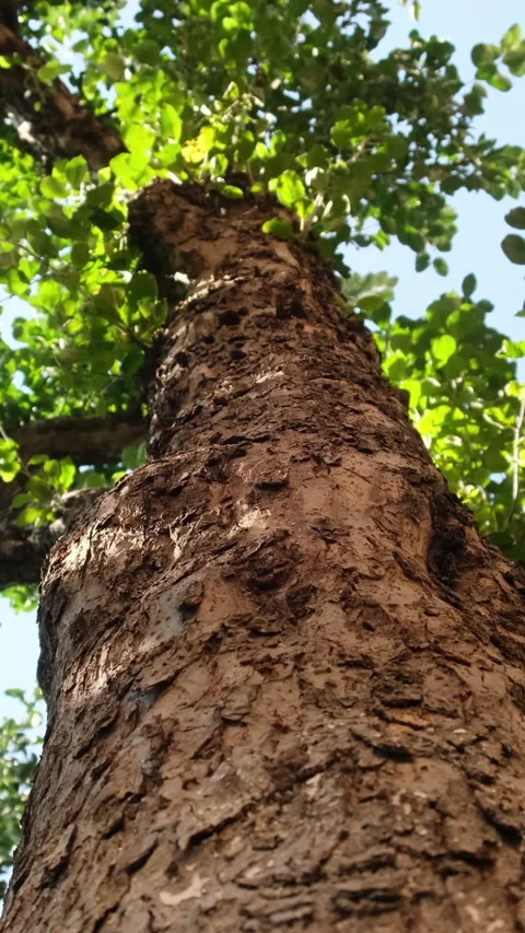 Tree trunk slow motion camera Vertical video Stock Footage 234533461