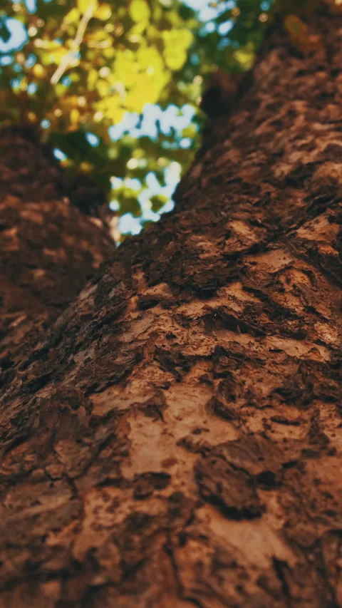 Tree trunk slow motion camera Vertical video Stock Footage 234533818