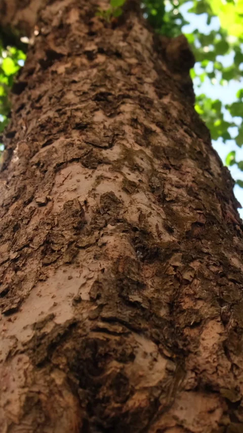 Tree trunk slow motion camera Vertical video Stock Footage 234533962