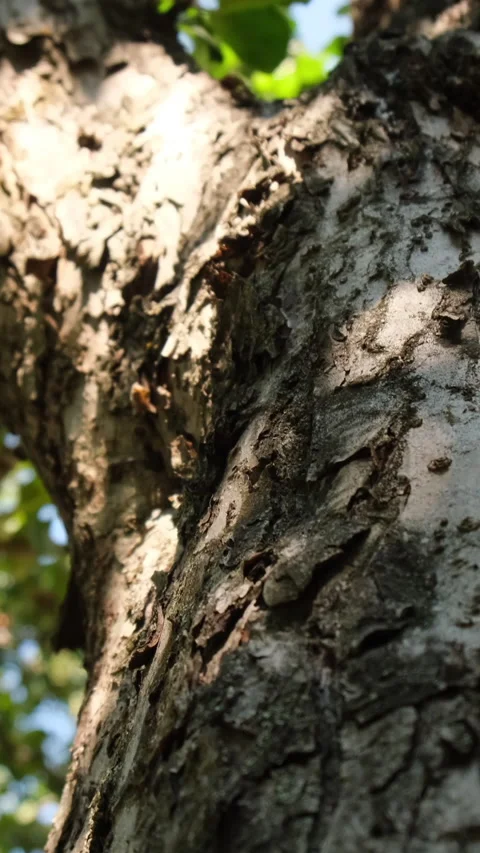 Tree trunk slow motion camera Vertical video Stock Footage 234534521