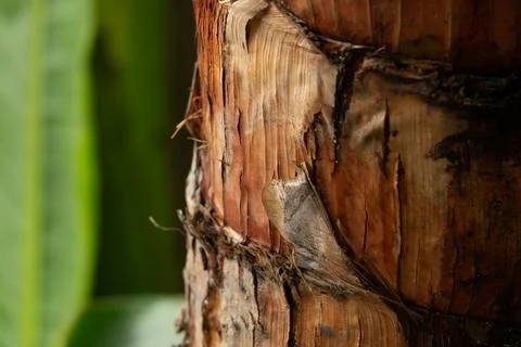 A tree trunk with a small insect on it Stock Photos