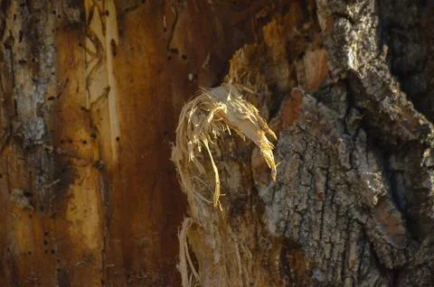 A tree trunk with a small piece of bark hanging off of it.  Stock Photos