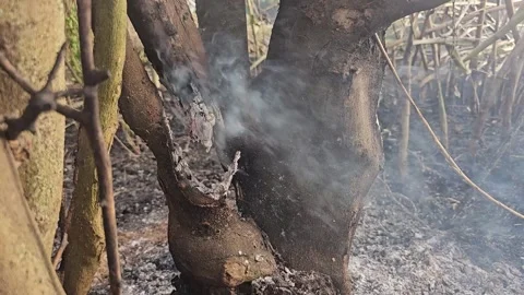 Tree trunk smoldering after fire Stock Footage 337347267